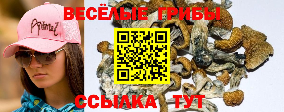 Галлюциногенные грибы Psilocybine cubensis Ярославль